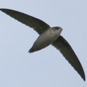 Vaux's Swift